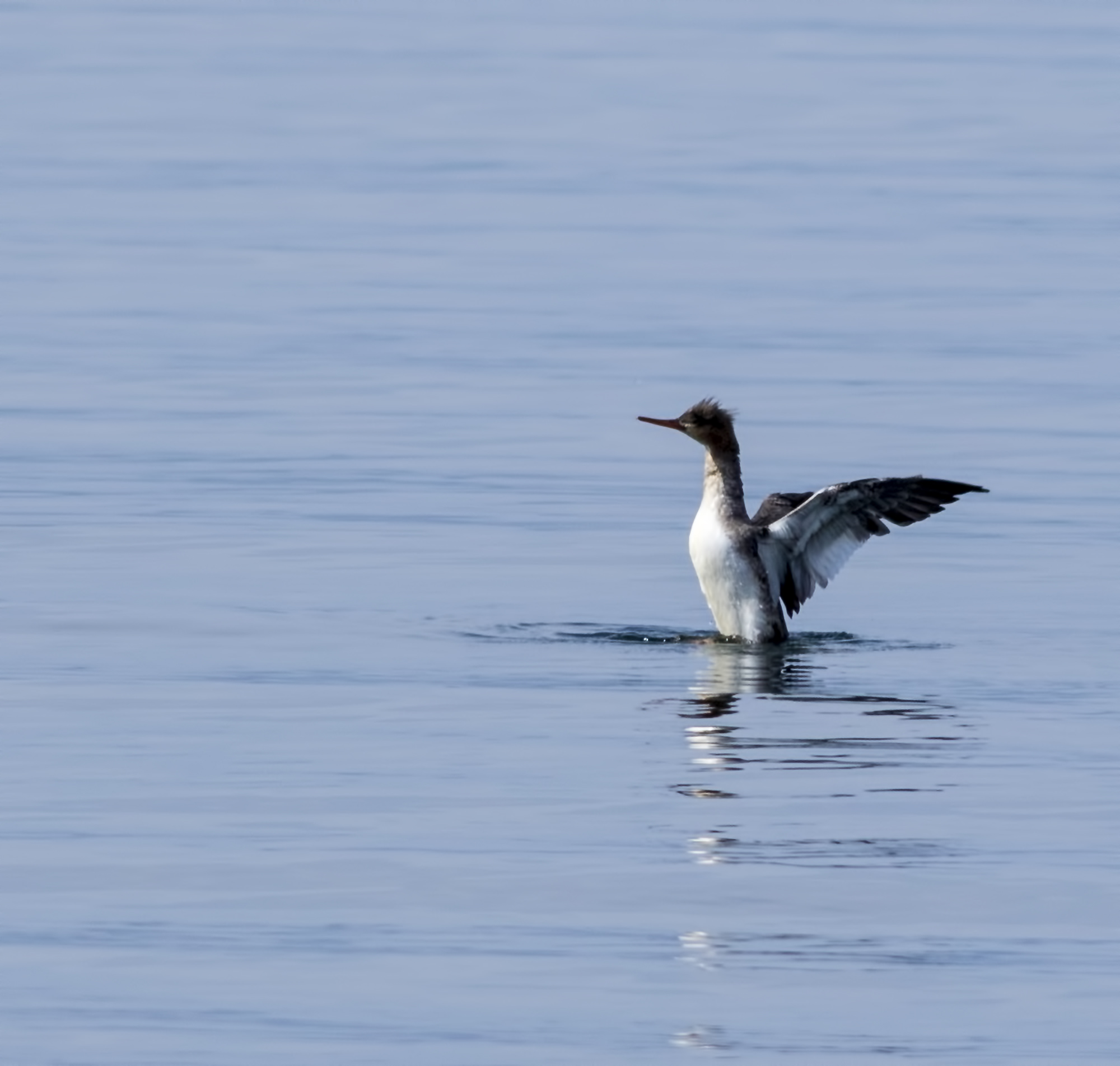 Red-breasted Merganser